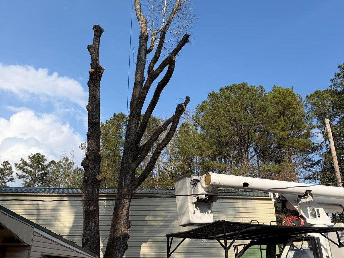 El Costeño Tree Service LLC